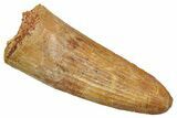 Fossil Spinosaurus Tooth - Real Dinosaur Tooth #345437-1